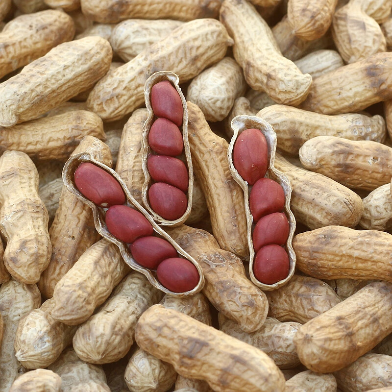 xywlkj红皮花生新鲜晒干2023新货山东花生带壳炒熟原味花生农家炒货