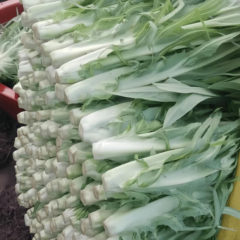 广西博正宗白甜麦菜白梗新鲜蔬菜甜脆爽口新鲜苦麦菜蔬菜现摘现发