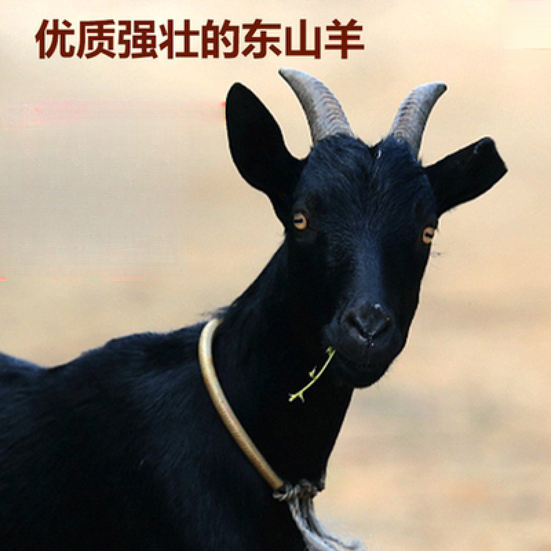 �Ϻ��϶�ɽ��ɢ����ɽ�����ʴ�Ƥ��Ы����������������˳�� ȥƤȥ��������2��