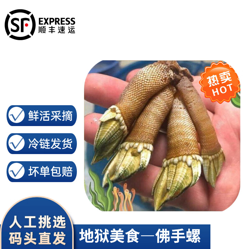 沢素湾 新鲜佛手螺 笔架海鲜  狗爪螺 观音掌 鹅颈藤壶生鲜 贝类 【1