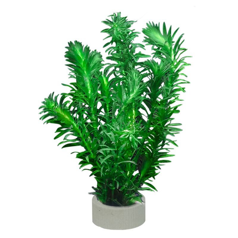 瘋狂水草（FKSC）水草活體魚缸造景套餐蜈蚣草懶人植物定植環(huán)裝飾 【種植環(huán)】狐尾草＋蜈蚣草