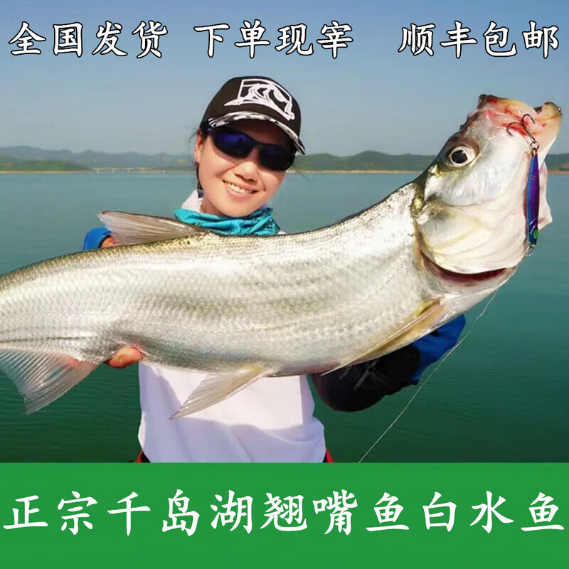 正宗千岛湖翘嘴鱼白水鱼鲜活淡水大白条刁子鱼米翘嘴鲌鱼活鱼现宰 2斤