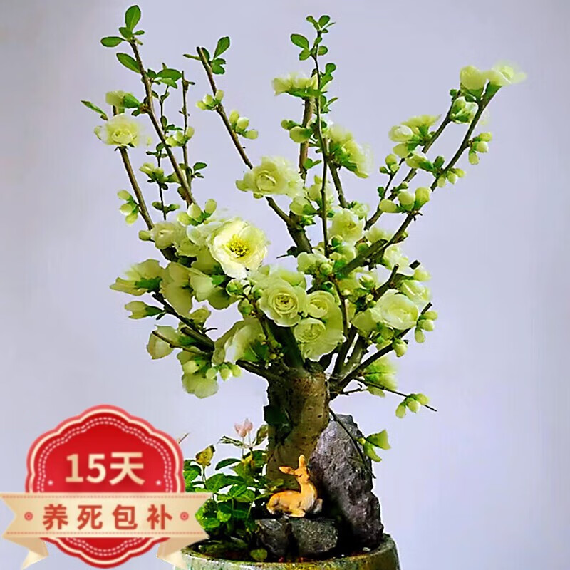 沭之美  绿宝石海棠花树苗盆栽绿海棠盆景室内阳台花卉绿植 绿宝石