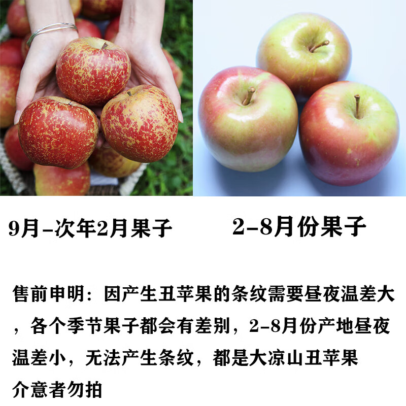 鲸咚亿农盐源冰糖心丑苹果四川大凉山糖心丑苹果脆甜新鲜水果年货礼盒 9.5-10斤大果精选带箱净重8.6斤