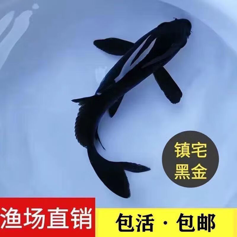 锦鲤活鱼锦鲤观赏鱼金鱼活鱼金鱼观赏鱼锦鲤鱼风水鱼冷水鱼招财鱼 6-8cm黑金3条