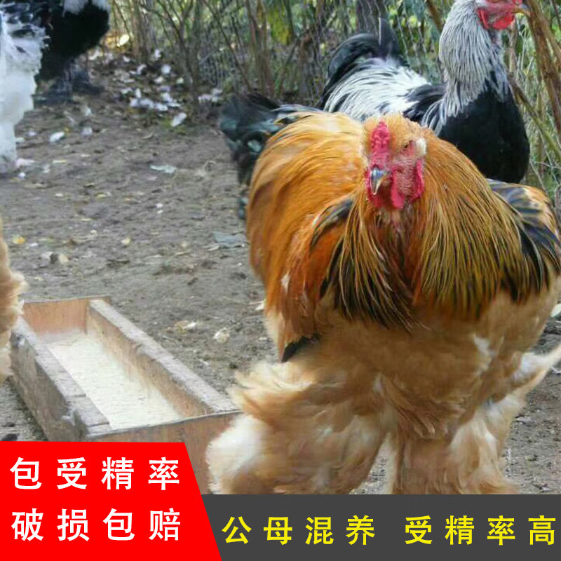 新鲜梵天可食用纯种观赏鸡可孵化大型受精卵大体宠物婆罗门鸡种蛋 1枚