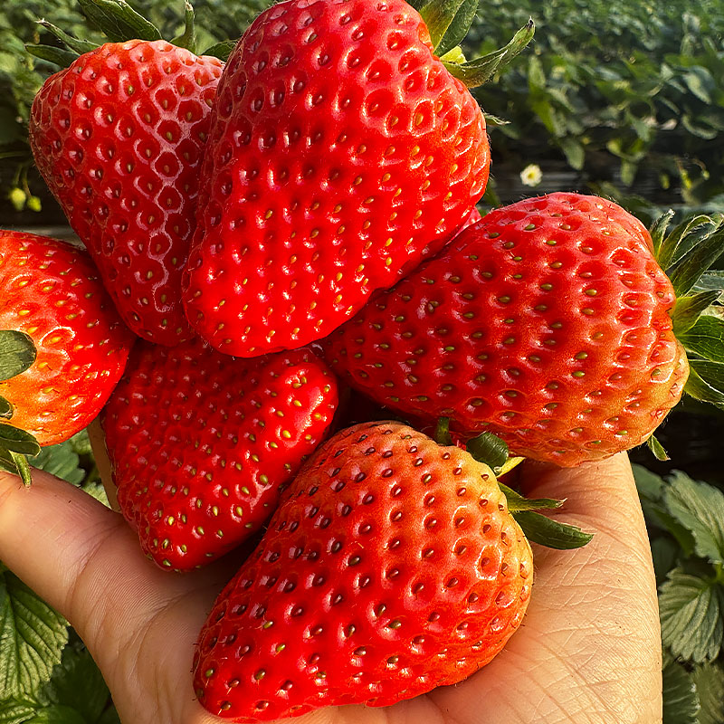 密之清田新鲜水果 单果30-40g 每盒11粒 红颜奶油草莓 800g