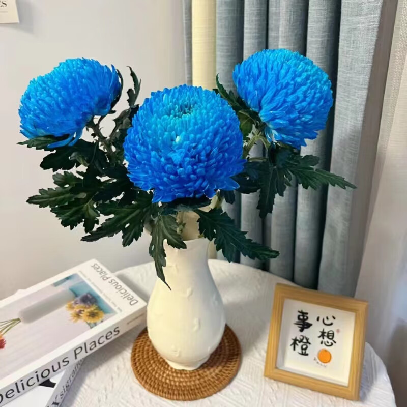 精品牡丹菊鲜花云南昆明基地直发瓶插水养送礼礼物 牡丹菊蓝色5枝
