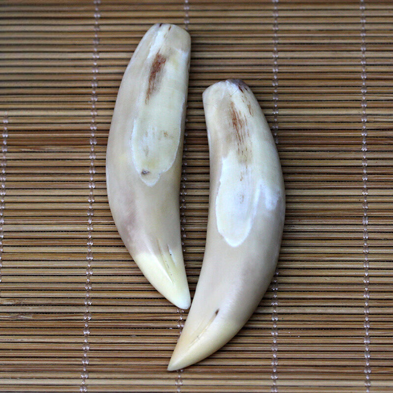 黛诗琳  dsl天然骆驼牙 裸牙原牙吊坠挂件项坠文玩挂坠 单个牙