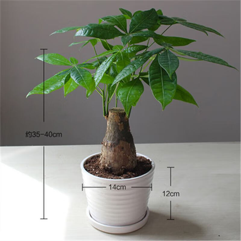 季常青大发财树独杆辫子招财大型盆栽室内客厅绿植物小树 单株发财树