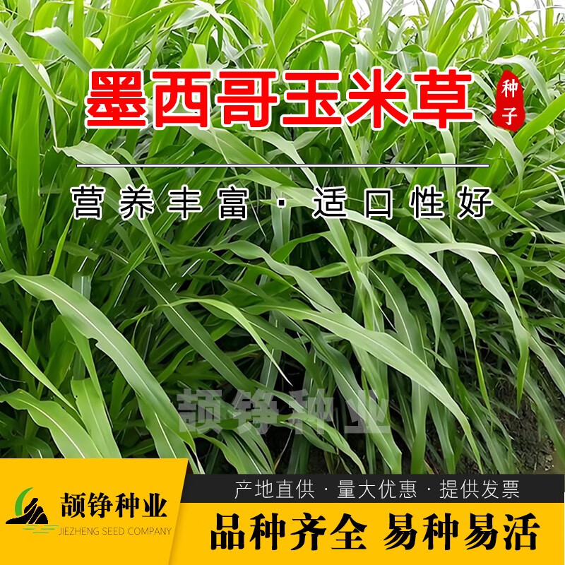 颉铮进口墨西哥玉米草种子籽牧草鱼草四季养殖再生多年生优12牛羊兔子 墨西哥玉米草5斤