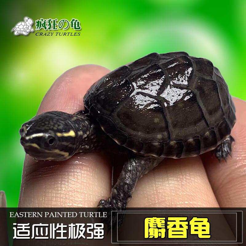 疯狂的龟 外塘冷水麝香龟苗入门蛋龟深水龟小乌龟活体物公母麝香 2.