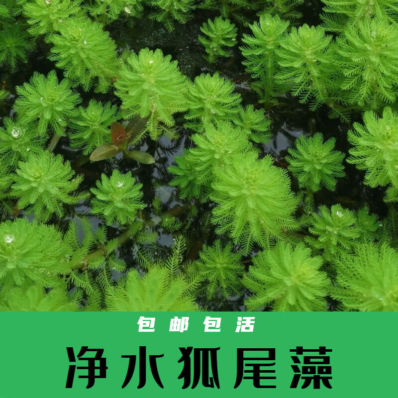 贝意品净水植物狐尾藻沼泽过滤水草大聚藻水陆缸养鱼养龟鳖淡水净化