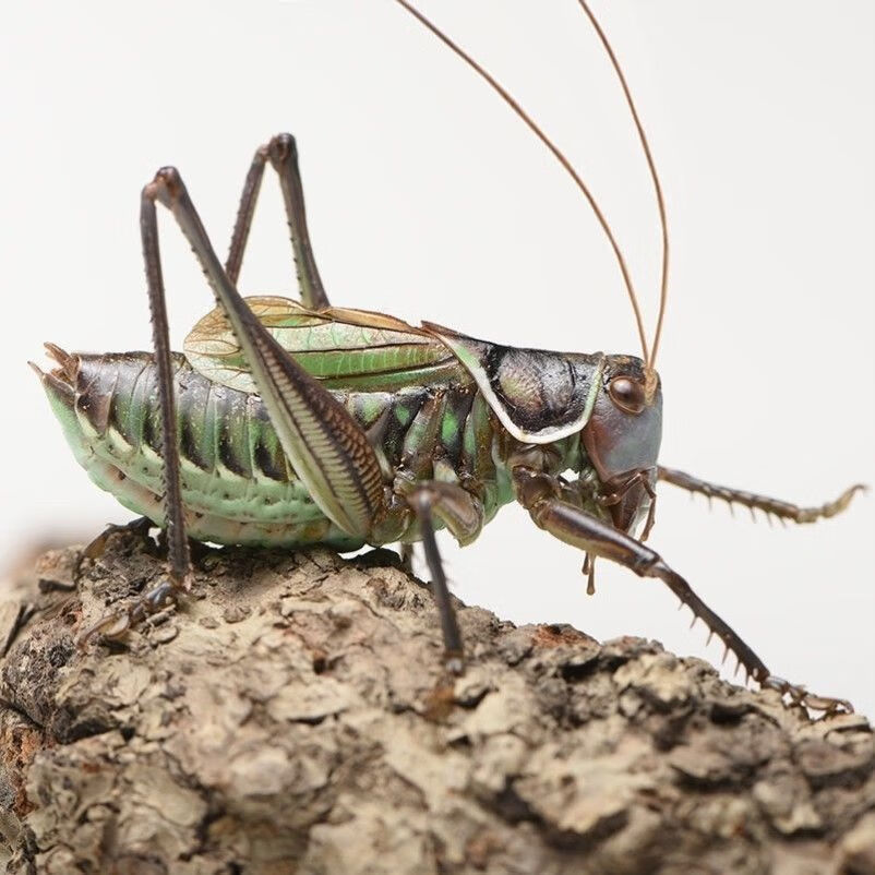 蝶贡蝈蝈活体 冬蝈公螽斯活体螽斯宠物螽斯鸣虫螽斯铁皮螽斯包活到家