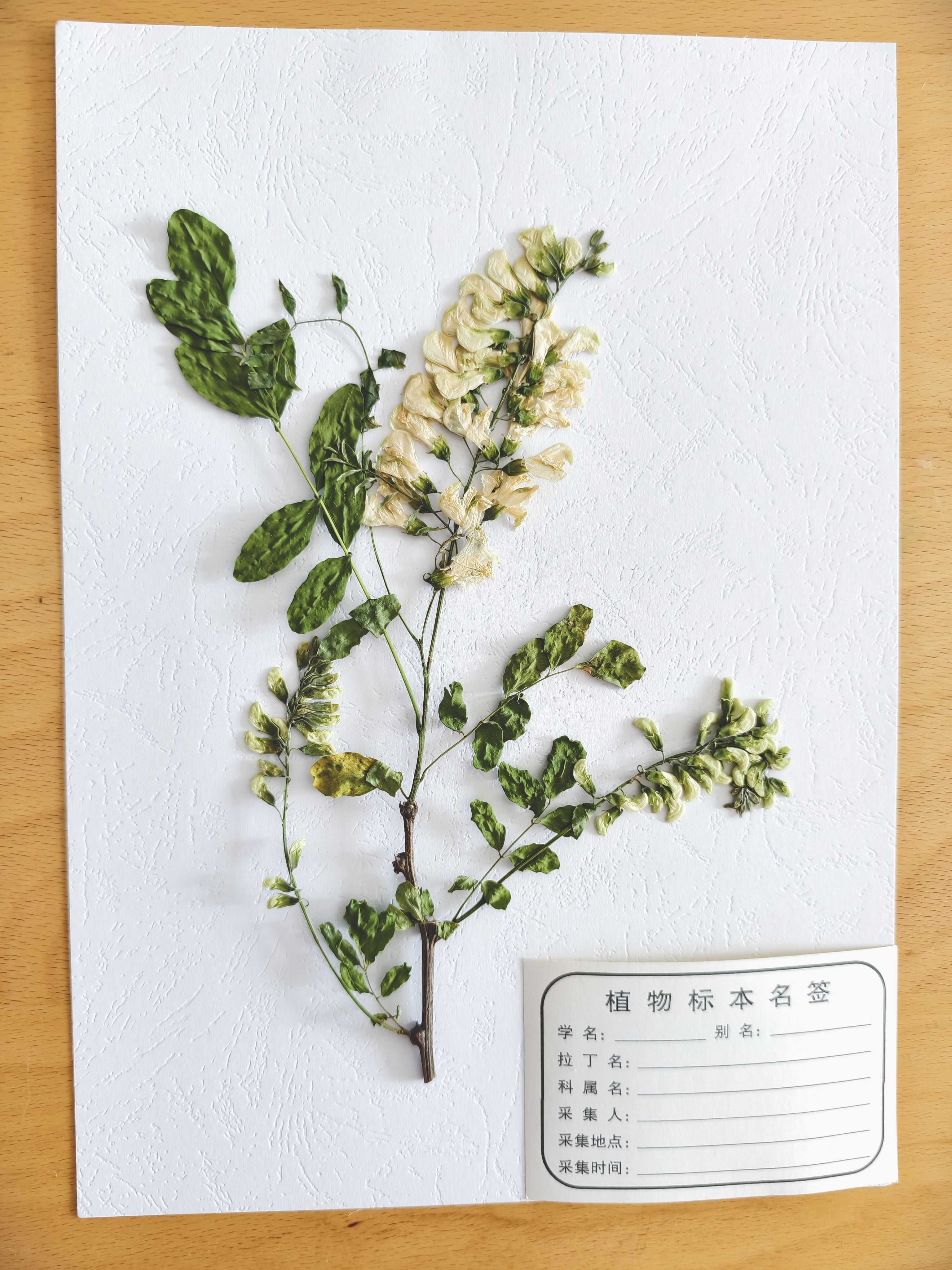 美衣羊植物中草药腊叶标本材料包展示教学科普展览用 槐 干花包