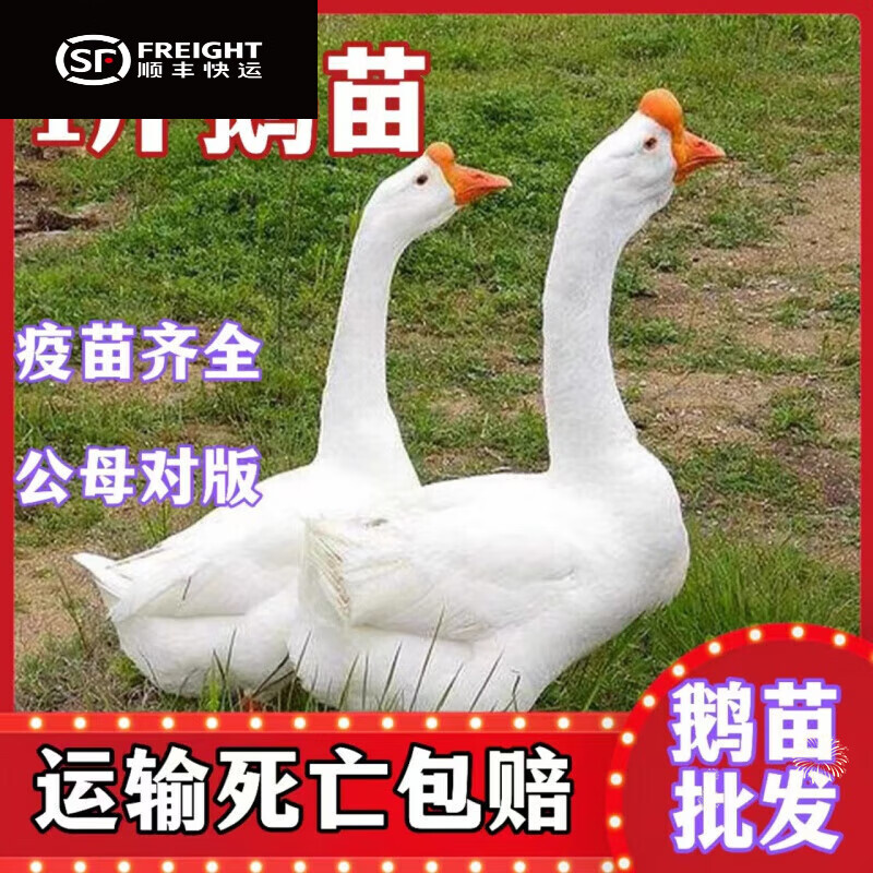 一斤鵝苗四季大白鵝產蛋草鵝小鵝活苗脫溫散養(yǎng)包活 1斤左右四季大白鵝(1公2母)