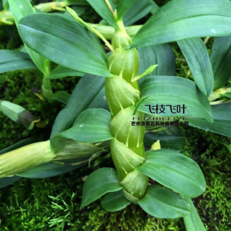 霍山铁皮石斛鲜条五年生紫皮石斛中药材新鲜石斛条石斛枫斗石斛花 铁皮石斛新鲜短条500克