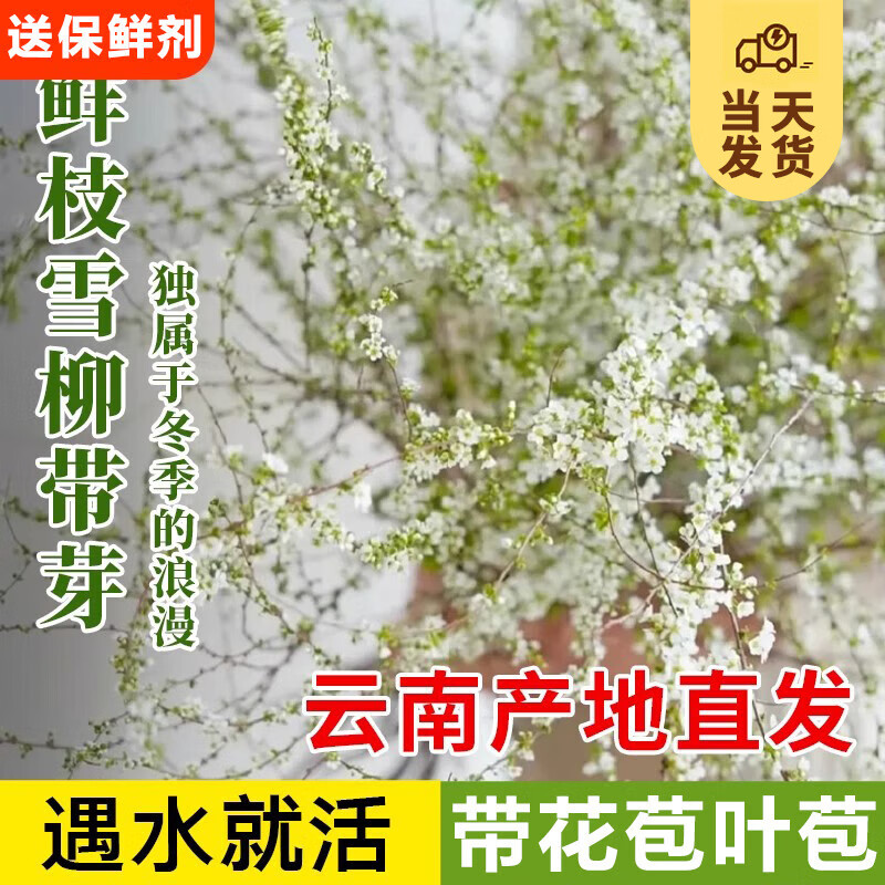 开时果 雪柳鲜枝带花苞发货 水培鲜花室内干枝植物水养开花卉插花盆栽 【带花苞叶苞】60-80cm鲜枝10枝 （加赠 保鲜剂）