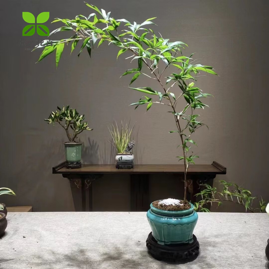 長方馬槽紫砂鉢 色絵釉水牡丹小葉勒竹盆 大盆栽 小盆栽 花盆花器紫砂花盆紫砂花盆手工長方形馬槽盆景盆金彈子多肉綠植