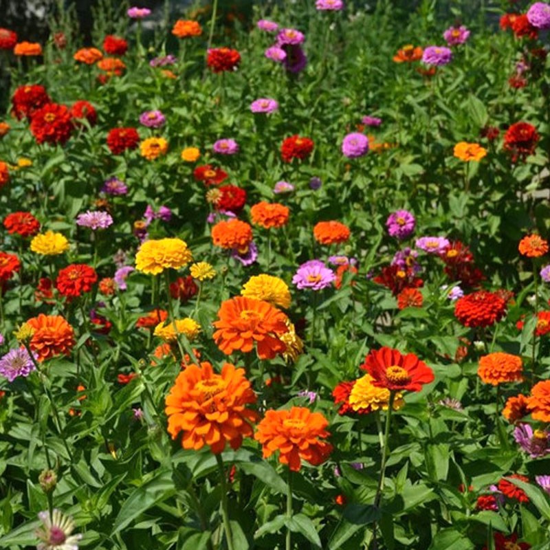 һ����ذ��ղ����� ���������Ӱ��վջ��ѻ��������׻�������������� ���˰��ղݻ�ɫ  500��