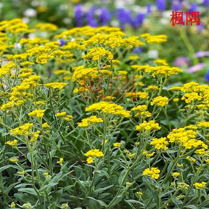 楓隅岩生庭芥种子观花种籽四季一年生庭院观叶种孑 岩生庭芥种子50克