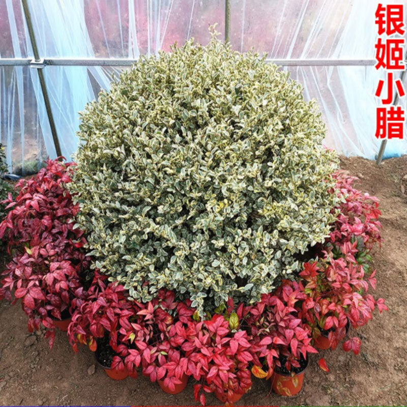 银姬小蜡球室内庭院别墅小区绿化盆景苗木观果植物耐寒 80厘米球