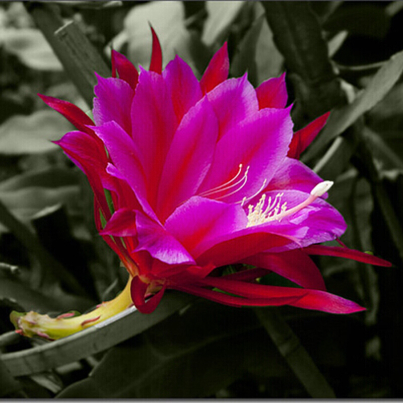 昙花苗桌面阳台盆栽绿植花卉昙花苗俗称月下美人 红色昙花 3年苗