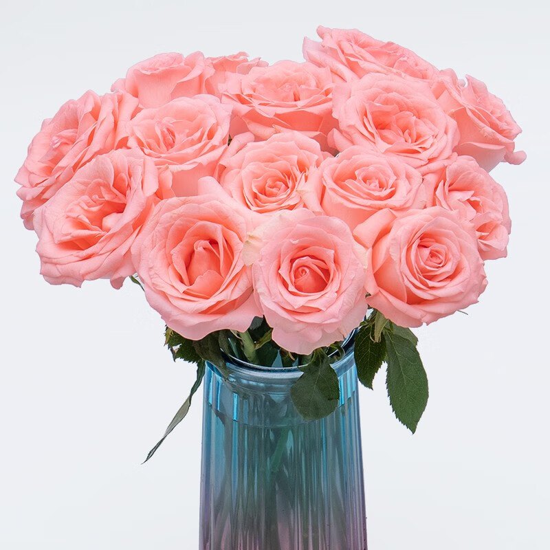 基地直发红玫瑰花斗南直批家庭水养玫瑰花活动 戴安娜(16枝 4枝防损)