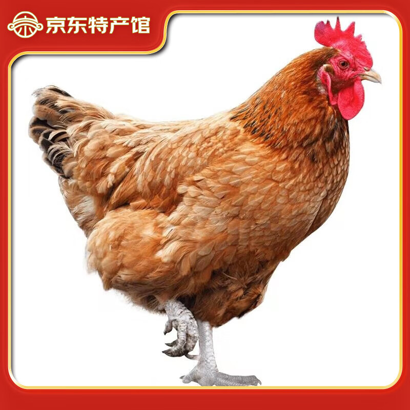 筱诺 土鸡三黄鸡走地鸡整只 700g/只 鸡肉生鲜 3只装