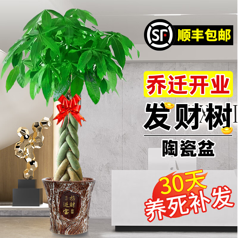 ���ڲ�����������Ǩ��ҵ��������ֲ�����������ŵ�ڷž����������ڰ칫��ֲ�� ���ӷ�����1.4-1.5m[�вƽ�����] 212.98Ԫ