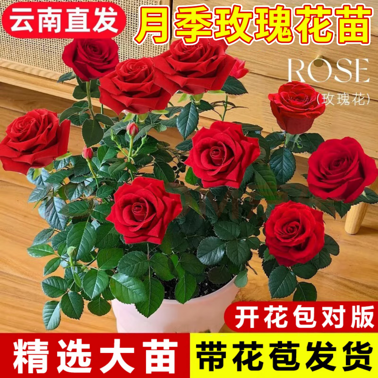 开时果 月季玫瑰花苗带花苞发货 四季开花特大花卉绿植物蔷薇花阳台盆栽 中国红【130杯#带花苞】 1盆（开花 包对版）