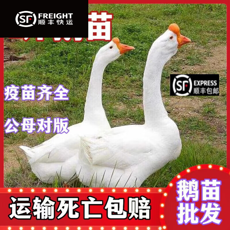 一斤鵝苗四季大白鵝產蛋草鵝小鵝活苗脫溫鵝苗散養(yǎng)大包活 1斤左右四季大白鵝4只