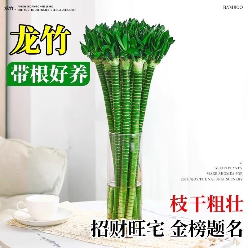 萌肉居龙竹水养绿植文昌竹盆栽富贵竹开运竹40cm高6根不含瓶源头直发