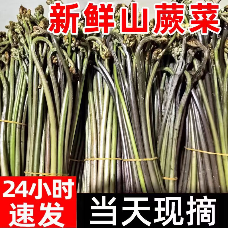 農(nóng)大姐妹蕨菜 新鮮野生山蕨菜 甜蕨 現(xiàn)摘蕨菜 龍爪菜 新鮮火鍋鹵菜蕨菜苔 新鮮蕨菜 9斤
