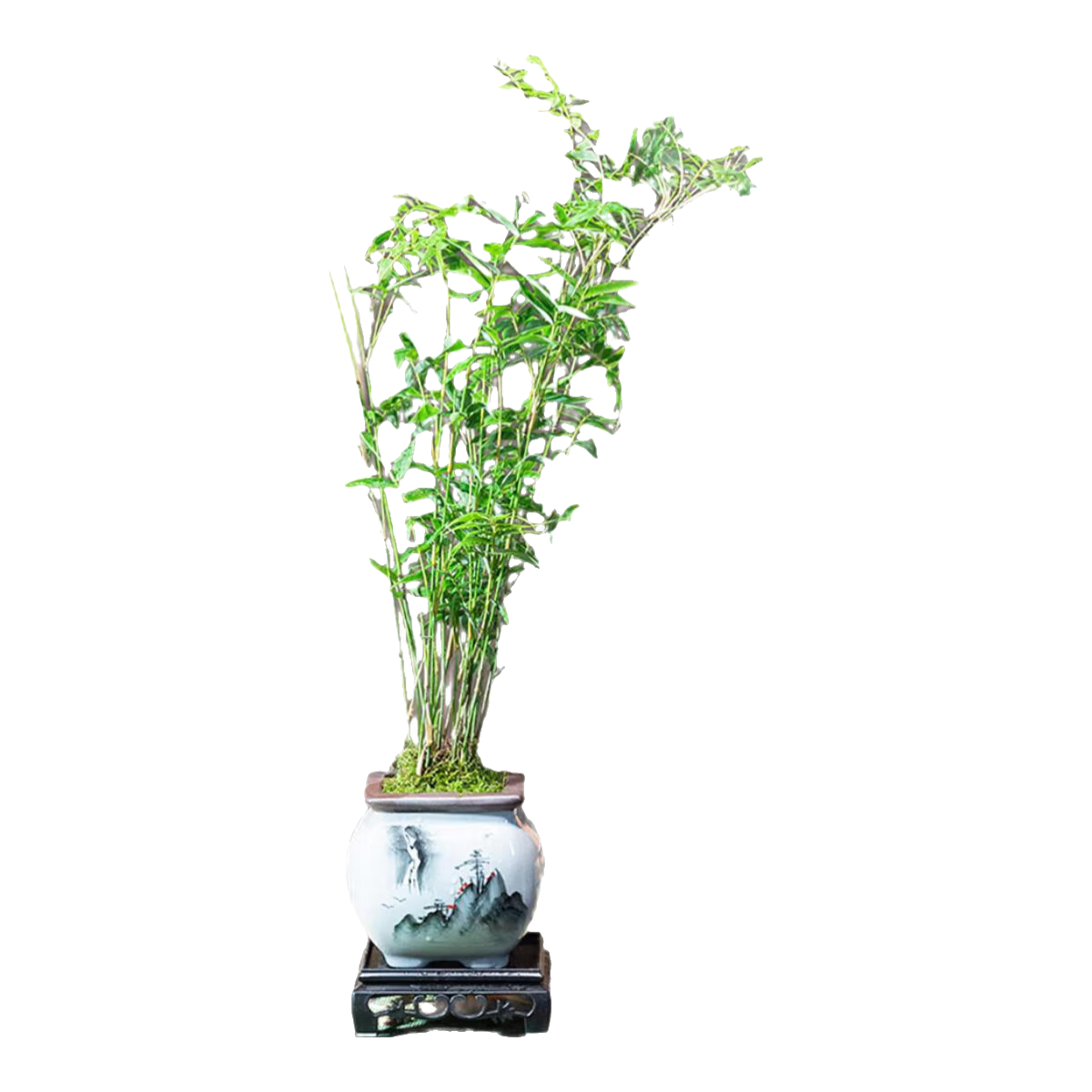 ���������辰����������칫ֲ������ʽ���ӹ��������⾳��ֲ���� ˮī����������60-70+���� 29.99Ԫ