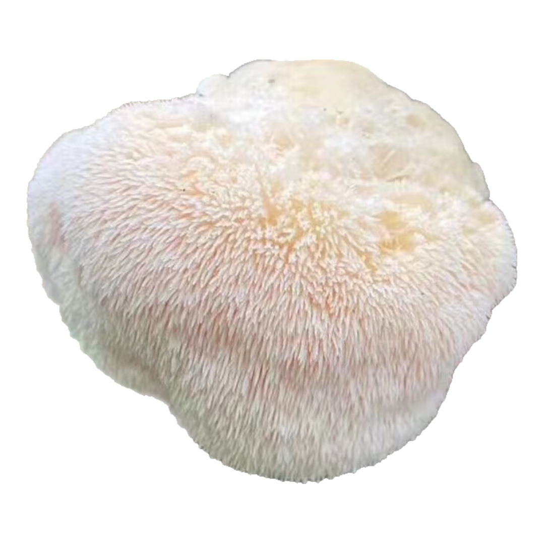 香菇菌种种在木头上的香菇菌种原种庆元241菌种 高产猴头菇菌种2袋约