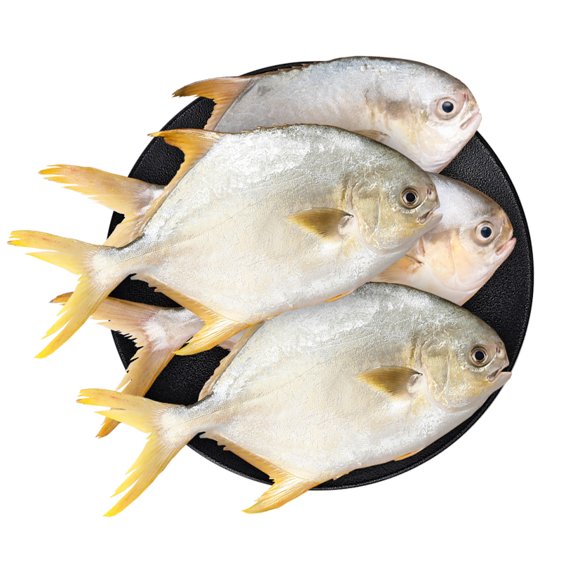 恒興食品 原條金鯧魚(yú)2斤 4條裝 BAP認(rèn)證海鮮生鮮深海魚(yú)火鍋燒烤食材