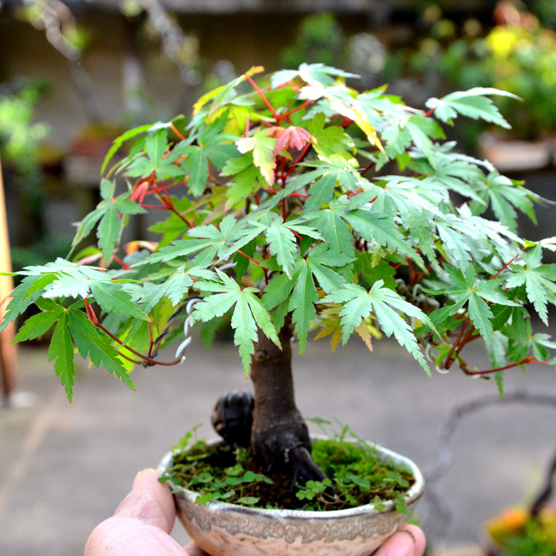 素蜜小叶鸡爪槭 盆栽盆景素材红枫树苗树桩绿植原生山红叶 鸡爪槭5