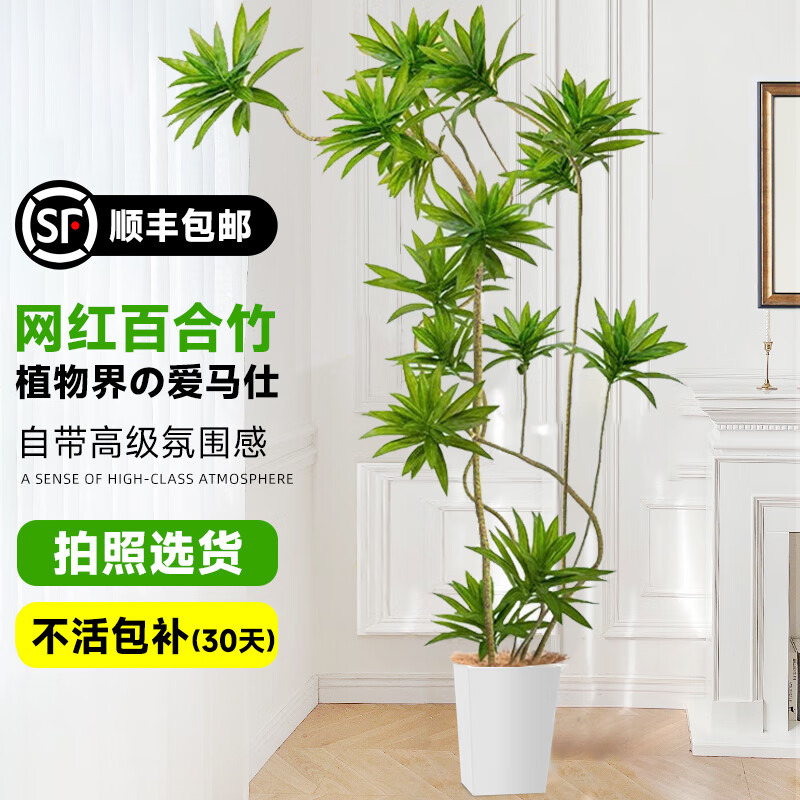 ���ڲ��������Űٺ��������ֲ��߰ٺ�������ֲ������׮�����������ݴ���ֲ�� �ٺ���1.5-1.7m��ɫ��֬������