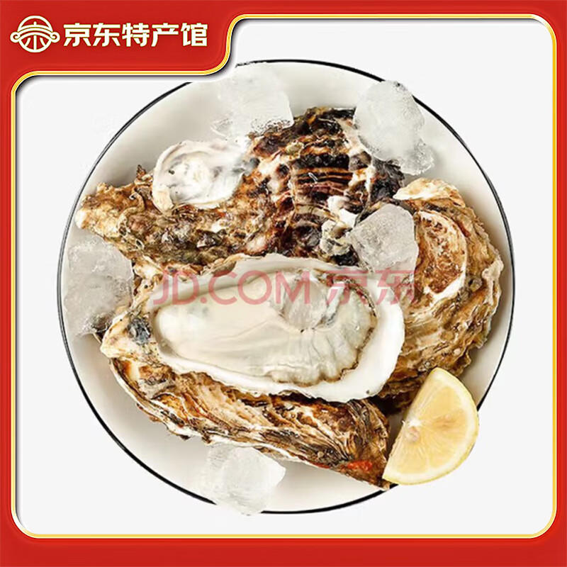 庄庄有河大连生蚝【源头直发】鲜活牡蛎贝类1.5kg(8-10只/500g) 肉质鲜美 6kg(8-10只/500g)