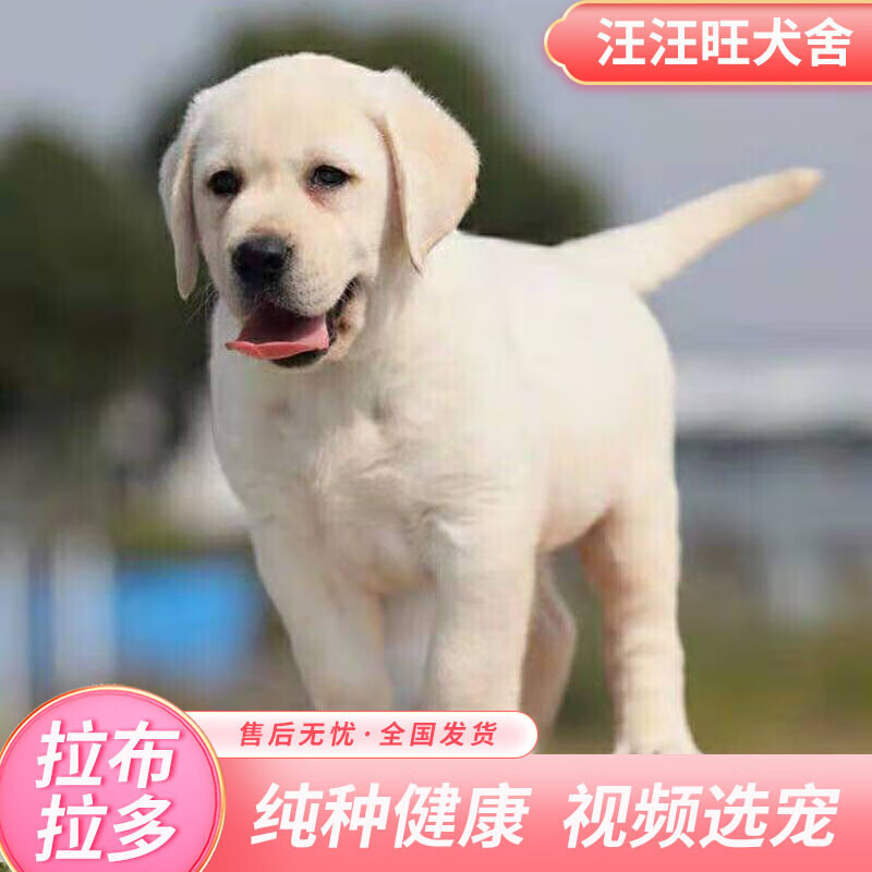 jia)拉布拉多犬活体 幼犬 幼崽狗狗活体 纯种大型   联系客服视频挑选