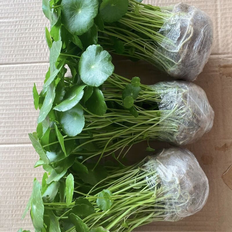 种花迷铜钱草水培植物室内办公室面盆栽花卉四季常青绿植净化空气懒人 铜钱草带叶子100-120根++营养液不含盆 不含盆