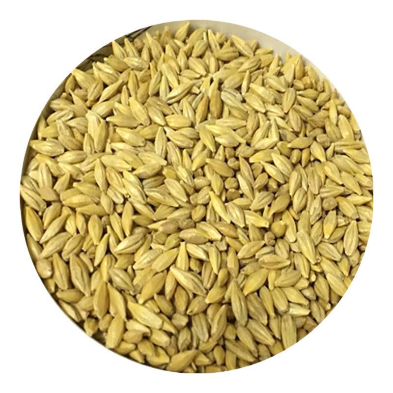 一播大地 水培種子 菜芽苗菜種子種子蔬菜種子 大麥1.5斤