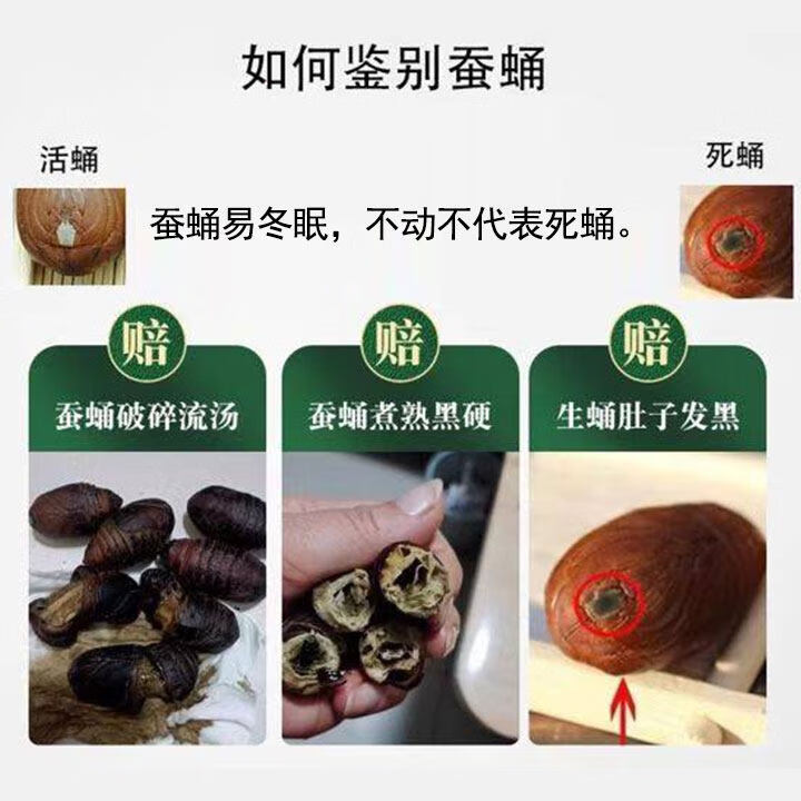 品吉味蚕蛹 东北特产柞蚕蛹 鲜活大体蝉蛹黄黑蚕蛹500g 活体茧蛹 A级大黄蚕蛹一斤【4-5cm】