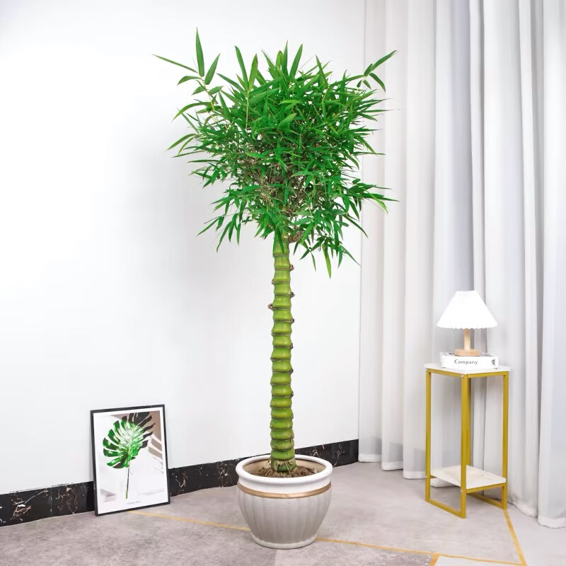 大型佛肚竹盆栽罗汉竹庭院观赏竹子阳台盆景办公室内植物客厅 精品佛肚竹高0.4-0.6m 紫砂盆A 不含盆