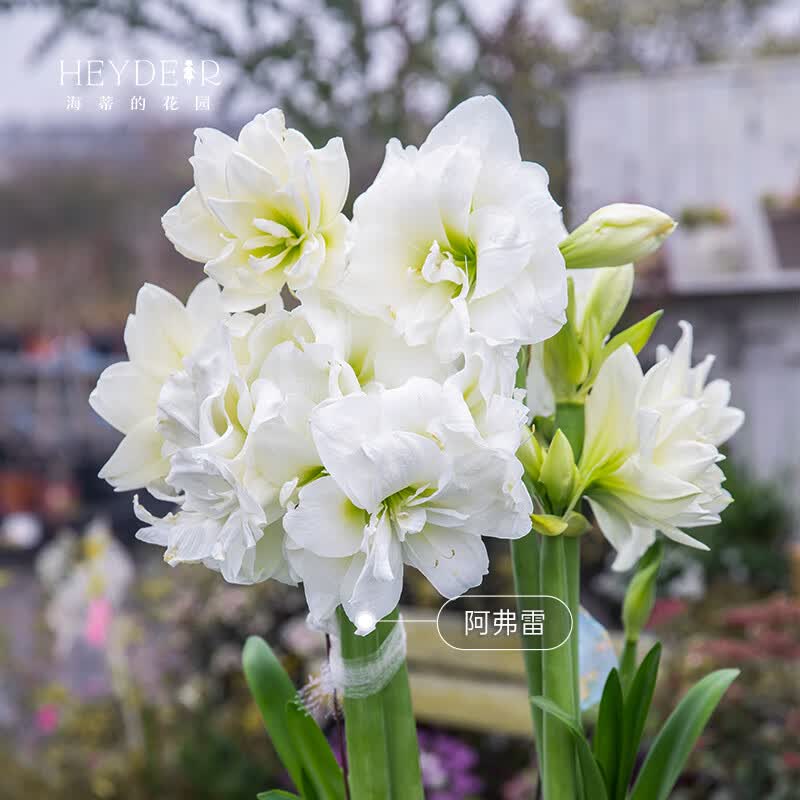 海蒂的花园旗舰店南非朱顶红进口重瓣种球室内阳台球根花卉植物保证对版种球 南非朱顶红阿弗雷20/22cm 12+