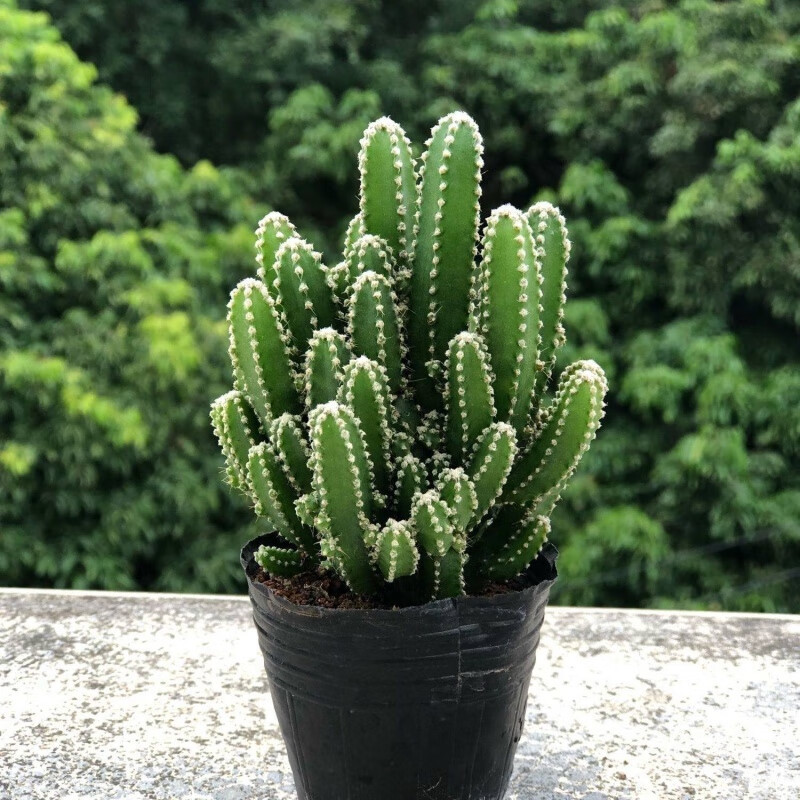 仙人球类植物多肉室内盆栽红太阳金虎绯花玉仙人掌九尾狐绿植花卉
