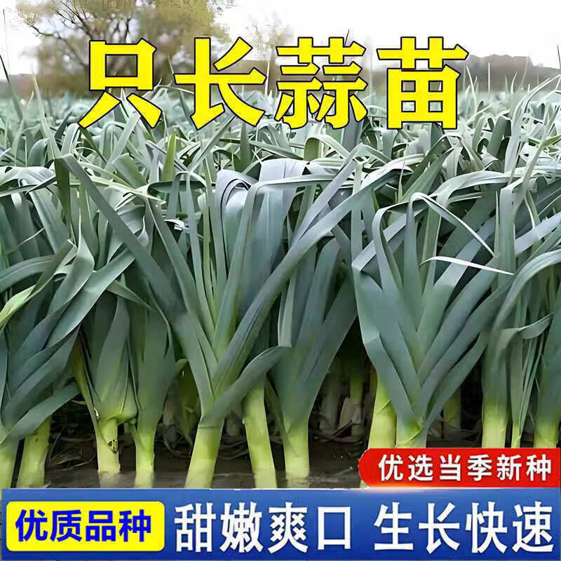 杭賢寬葉蒜苗種子大蒜苗種籽農(nóng)家菜地庭院陽(yáng)臺(tái)盆栽春秋易種植蔬菜種子 寬葉蒜苗種子【10袋】約5000粒