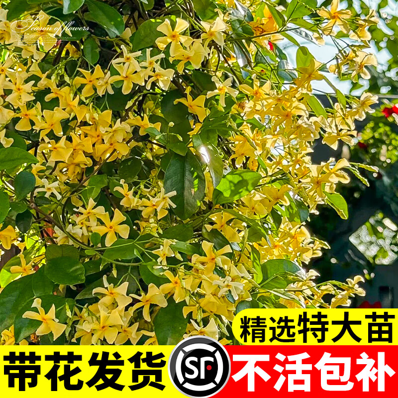 ���ŷ糵�������Դ����������ٴ�˿���ٻ����ͺ���̨����ֲ���ļ����� ����ɫ�糵����1�׶�ֲ� 75.31Ԫ