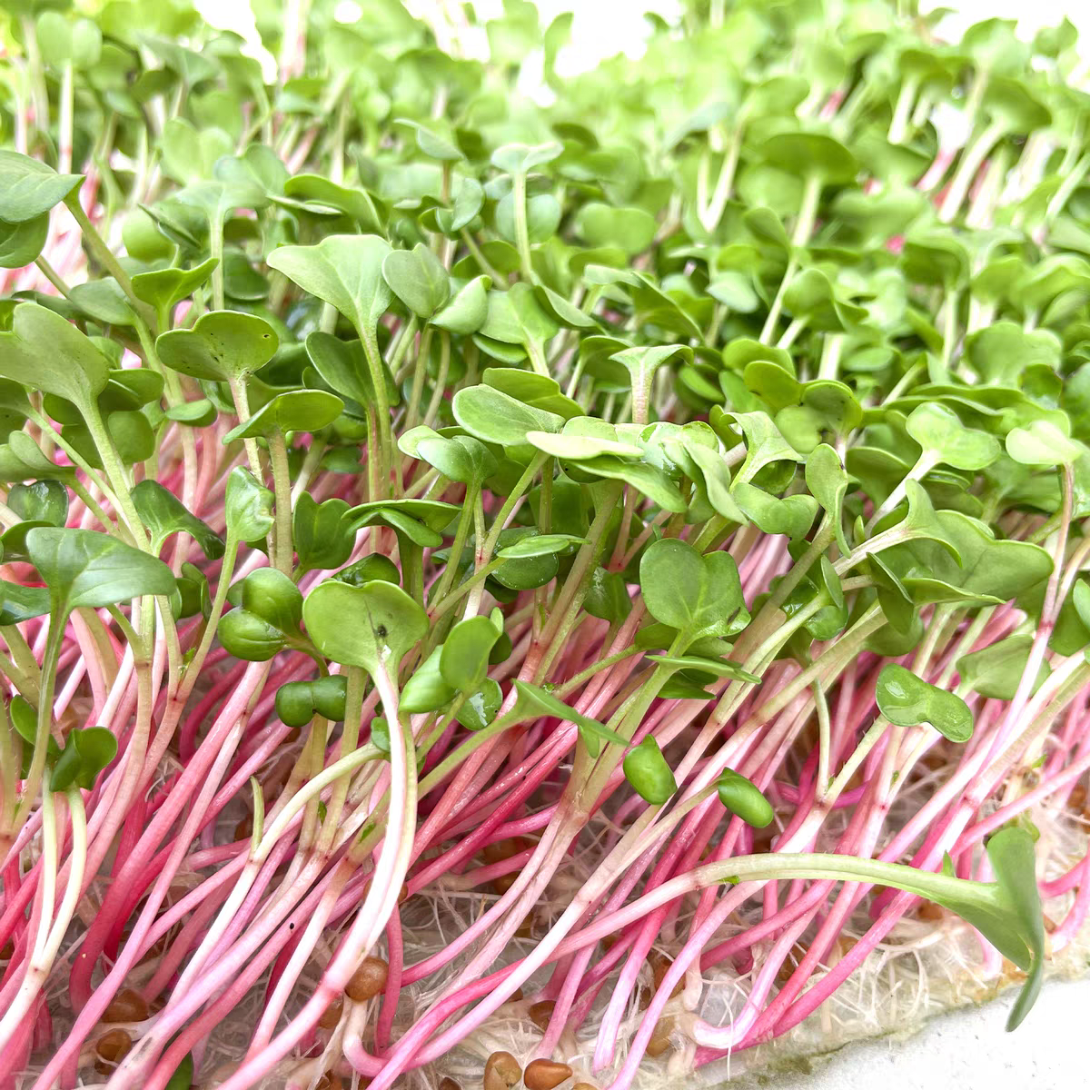 新鲜红萝卜苗200g 水培可食用芽苗西餐日料私房凉拌苗菜创意点缀 一盒